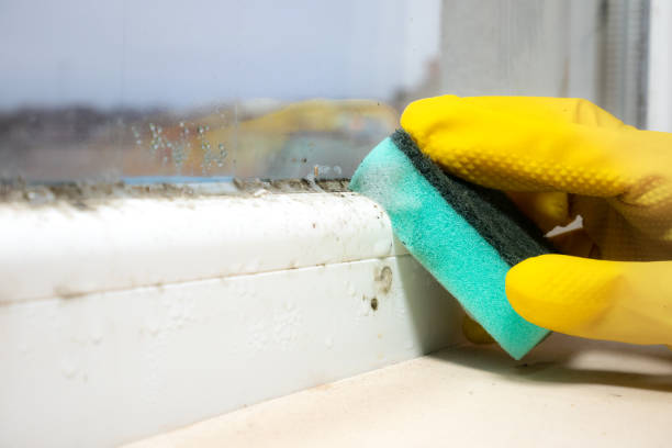 Best Localized Mold Remediation (e.g., coastal areas, humid climates) in Sturgeon, PA