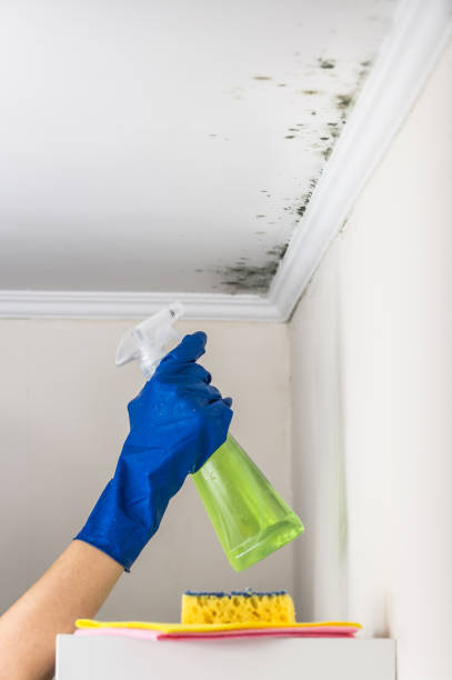 Best Mold Remediation for Specific Building Types in Sturgeon, PA